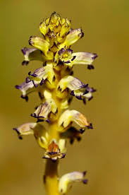 Attēlu rezultāti vaicājumam “Orobanche reticulata flower”