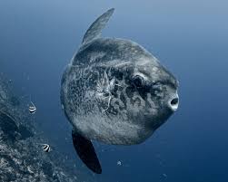 Image result for Mola alexandrini