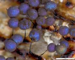 Attēlu rezultāti vaicājumam “Lamproderma nigrescens”