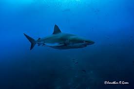 Image result for Nasolamia velox