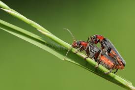 Attēlu rezultāti vaicājumam “Cantharis fusca”