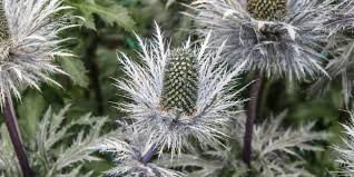 Image result for Edeldistel