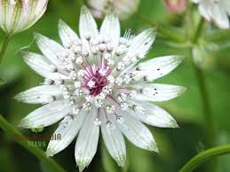 Attēlu rezultāti vaicājumam “Astrantia major fruit”