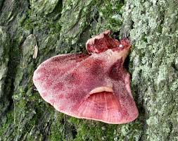 Attēlu rezultāti vaicājumam “Fistulina hepatica”