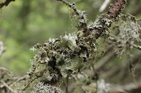 Attēlu rezultāti vaicājumam “Platismatia glauca”