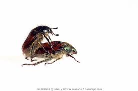 Attēlu rezultāti vaicājumam “Phyllopertha horticola”