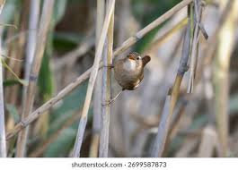Attēlu rezultāti vaicājumam “Troglodytes troglodytes adult”