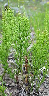 Attēlu rezultāti vaicājumam “Equisetum arvense”