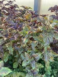 Attēlu rezultāti vaicājumam “Ocimum basilicum leaf”