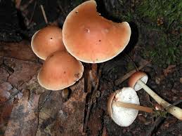 Attēlu rezultāti vaicājumam “Collybia sp.”