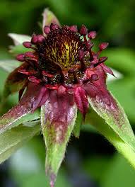 Attēlu rezultāti vaicājumam “Comarum palustre leaf”