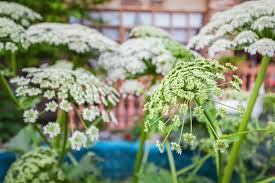 Attēlu rezultāti vaicājumam “Heracleum sosnowskyi leaf”
