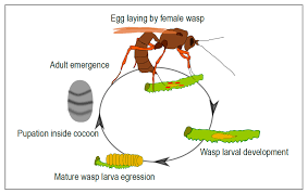 Attēlu rezultāti vaicājumam “Ichneumonidae cocoon”