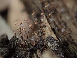 Attēlu rezultāti vaicājumam “Cribraria microcarpa”