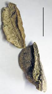 Attēlu rezultāti vaicājumam “Sidera lenis”