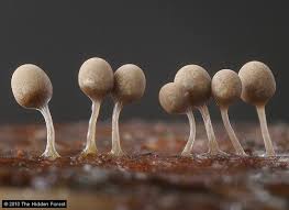 Attēlu rezultāti vaicājumam “Arcyria cinerea macro”