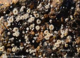 Attēlu rezultāti vaicājumam “Lachnum corticale”