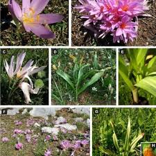 Attēlu rezultāti vaicājumam “Colchicum szovitsii subsp. szovitsii flower”
