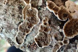 Attēlu rezultāti vaicājumam “Didymium xanthopus macro”