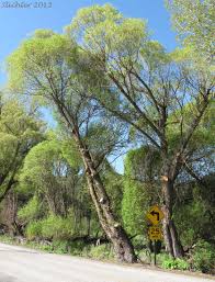 Attēlu rezultāti vaicājumam “Salix x fragilis”