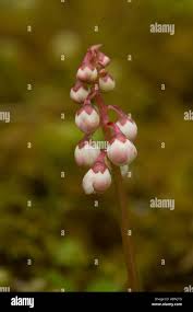 Attēlu rezultāti vaicājumam “Pyrola minor bud”