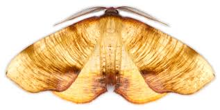 Attēlu rezultāti vaicājumam “Plagodis dolabraria”