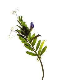 Attēlu rezultāti vaicājumam “Vicia”