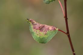 Attēlu rezultāti vaicājumam “Thecabius affinis”