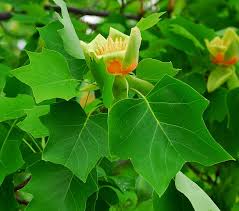 Attēlu rezultāti vaicājumam “Liriodendron tulipifera”