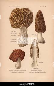 Attēlu rezultāti vaicājumam “Gyromitra esculenta”
