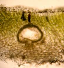 Attēlu rezultāti vaicājumam “Riccia sorocarpa macro”