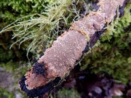 Attēlu rezultāti vaicājumam “Gloeoporus dichrous”