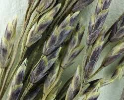 Attēlu rezultāti vaicājumam “Puccinellia distans”