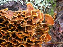 Attēlu rezultāti vaicājumam “Stereum hirsutum”