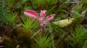 Attēlu rezultāti vaicājumam “Exobasidium splendidum”