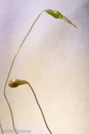 Attēlu rezultāti vaicājumam “Orthotrichum diaphanum sporophyte”