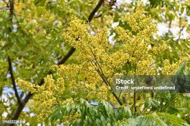 Attēlu rezultāti vaicājumam “Gleditsia triacanthos flower”