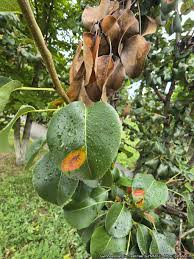Attēlu rezultāti vaicājumam “Gymnosporangium sabinae”