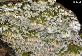 Attēlu rezultāti vaicājumam “Schizopora paradoxa”