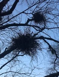 Attēlu rezultāti vaicājumam “Taphrina betulina”