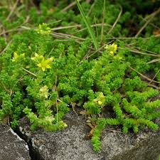 Image result for Mauerpfeffer