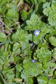 Attēlu rezultāti vaicājumam “Veronica persica leaf”