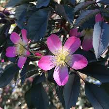 Attēlu rezultāti vaicājumam “Rosa glauca leaf”
