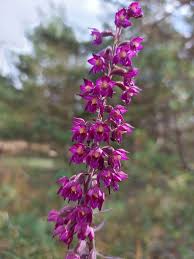Attēlu rezultāti vaicājumam “Epipactis atrorubens flower”