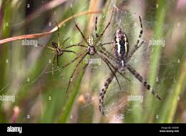 Attēlu rezultāti vaicājumam “Argiope bruennichi female”
