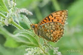 Attēlu rezultāti vaicājumam “Argynnis niobe”