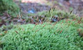 Attēlu rezultāti vaicājumam “Dicranum flagellare”