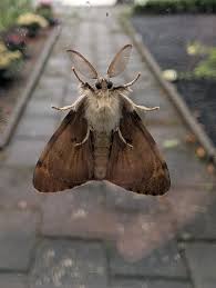 Attēlu rezultāti vaicājumam “Lymantria dispar”