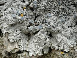 Attēlu rezultāti vaicājumam “Physcia aipolia”