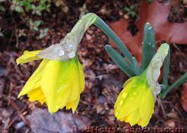 Attēlu rezultāti vaicājumam “Narcissus bud”